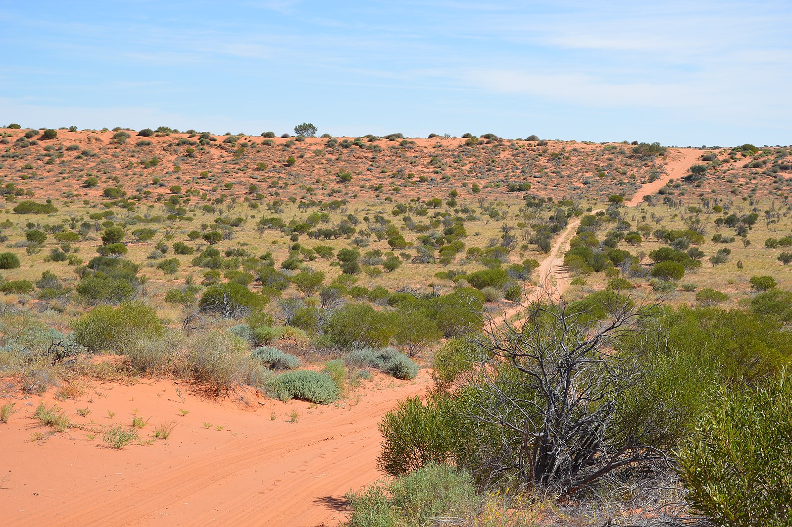 French line in the Simpson Desert