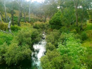 Loddon River at Vaughn Springs