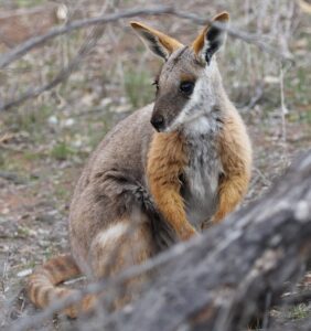 Yellow-footed rock wallaby