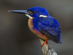 Azure Kingfisher, Daintree Rainforest