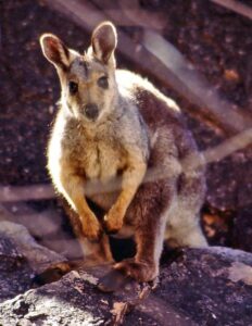 Black Footed Rock Wallaby 
