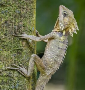 Boyd's forest dragon (Lophosaurus boydii)
