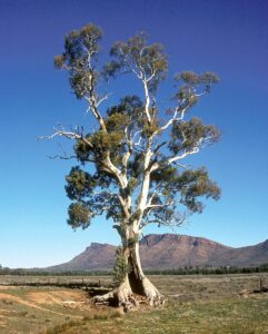 Casneauxs Tree with the ramparts of Wilpena Pound in the background Flinders Ranges