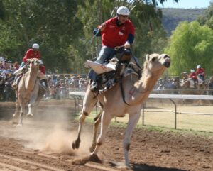 Camel racing