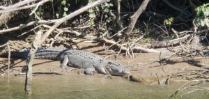 Crocodile on the Daintree River