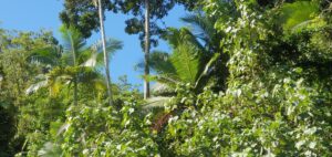 Tree tops in the Daintree Rainforest