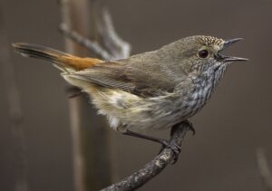 Inland Thornbill - Wyperfeld National Park