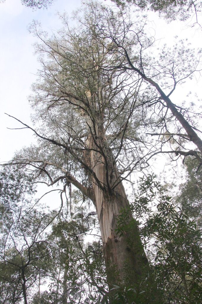 Kalatha Giant Tree