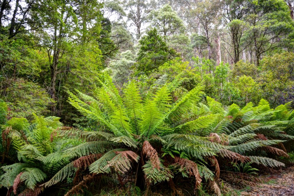 Ferns in the Toolangi State Forest